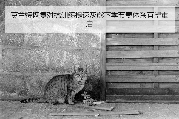 莫兰特恢复对抗训练提速灰熊下季节奏体系有望重启